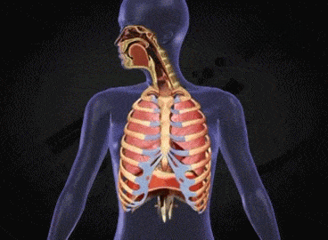 Lungs Animation
